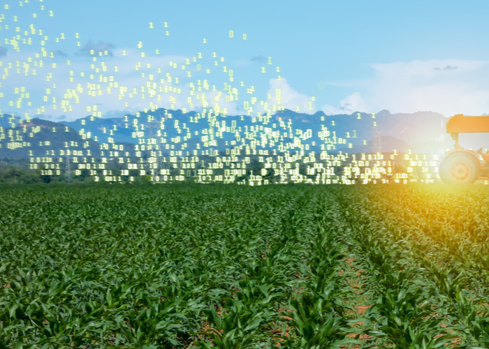 Foto: La inteligencia artificial impulsa el rendimiento agrícola en India/Cortesía