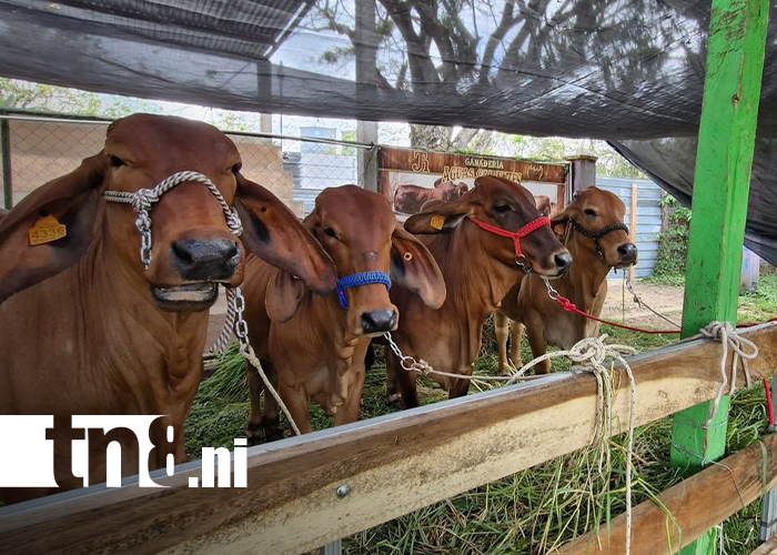 Foto: Feria Agropecuaria Ríos de Leche 2026 en Santo Tomás/TN8
