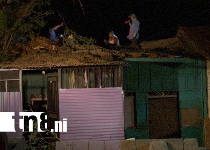 Foto: Vecinos piden corte total de árbol centenario tras caer rama sobre dos viviendas en Managua/TN8