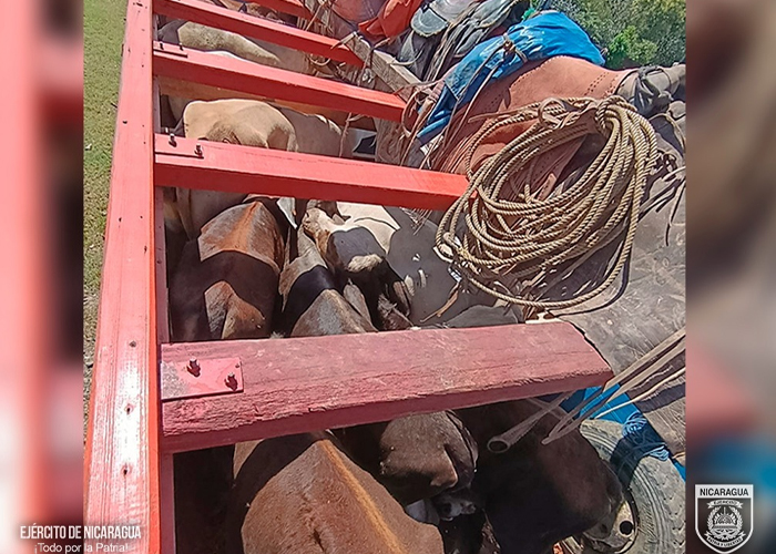 Foto: Operativo militar en Bonanza frena transporte ilegal de semovientes/Cortesía