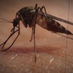 Foto: Chikungunya en Bolivia /cortesía