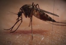 Bolivia decreta alerta máxima tras creciente brote de chikungunya Foto: Chikungunya en Bolivia /cortesía