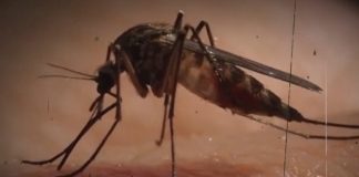 Foto: Chikungunya en Bolivia /cortesía