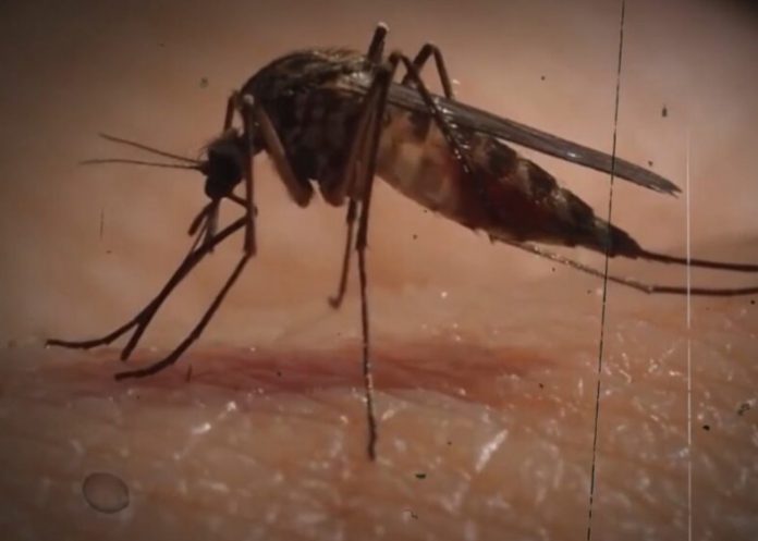 Foto: Chikungunya en Bolivia /cortesía