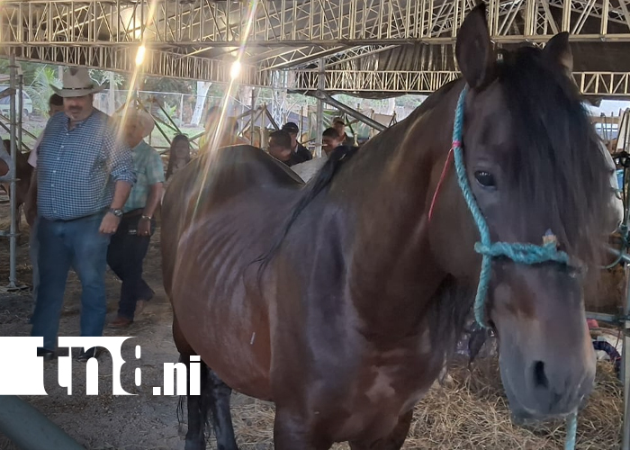Foto: Feria ganadera en Matagalpa impulsa economía 2026/TN8