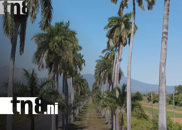 Foto: Oro Blanco de Nicaragua: el azúcar impulsa la economía y la innovación agrícola/TN8