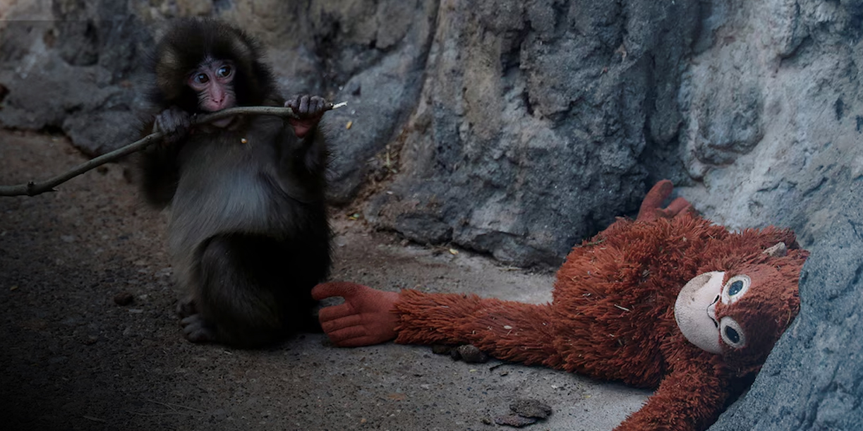 Foto: Un pequeño macaco, un peluche y un fenómeno viral: la historia de Punch/Cortesía