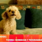 Animalitos con anemia: señales que no debes ignorar Foto:Alerta por anemia en animalitos/TN8