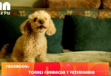 Foto:Alerta por anemia en animalitos/TN8