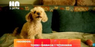 Foto:Alerta por anemia en animalitos/TN8