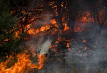 Foto: Sequía y calor extremo agravan incendios en el sur de Argentina / Cortesía