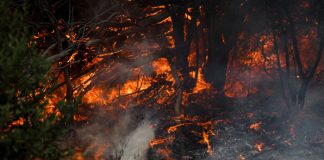 Foto: Sequía y calor extremo agravan incendios en el sur de Argentina / Cortesía