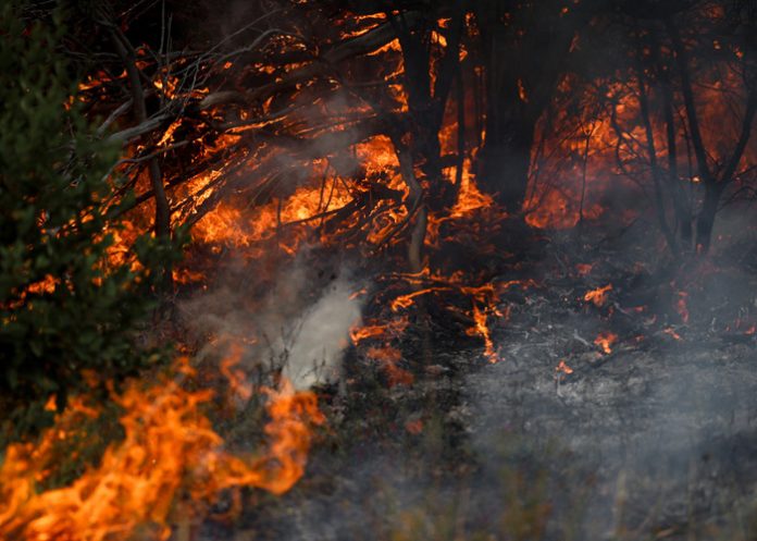 Foto: Sequía y calor extremo agravan incendios en el sur de Argentina / Cortesía