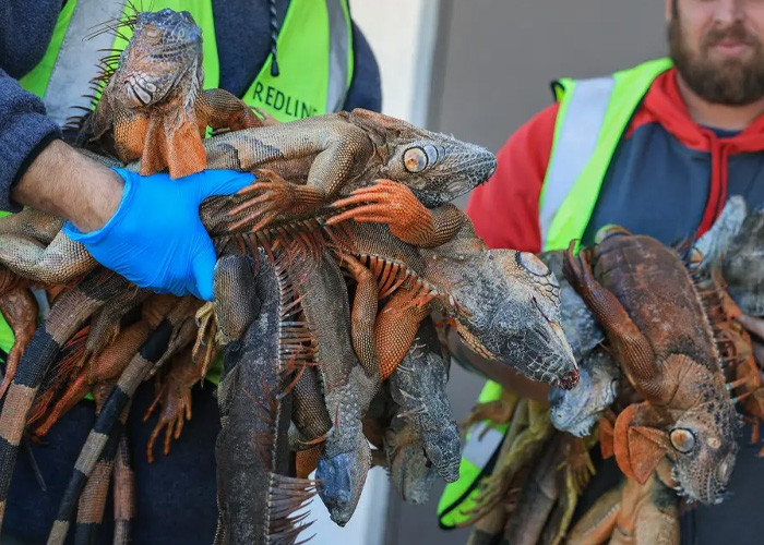 Foto: Iguanas caen de los árboles por ola de frío sin precedentes en Florida / Cortesía