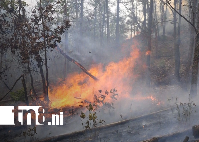 Foto: Madriz activa plan para prevenir incendios forestales/TN8