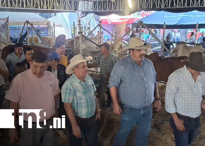 Foto: Feria ganadera en Matagalpa impulsa economía 2026/TN8