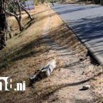 Fatal accidente en Diriamba cobra la vida de adolescente de 16 años Foto: Fatal accidente en Diriamba cobra la vida de adolescente de 16 años / TN8