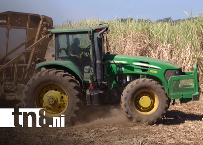 Foto: Oro Blanco de Nicaragua: el azúcar impulsa la economía y la innovación agrícola/TN8