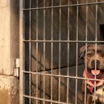 Foto: Polémica en Marruecos: acusan exterminio de perros por el Mundial 2030 / Cortesía