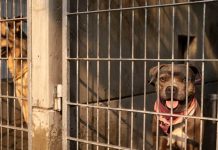 Foto: Polémica en Marruecos: acusan exterminio de perros por el Mundial 2030 / Cortesía