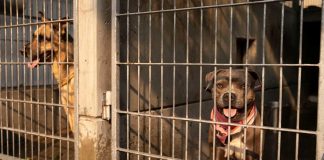 Foto: Polémica en Marruecos: acusan exterminio de perros por el Mundial 2030 / Cortesía