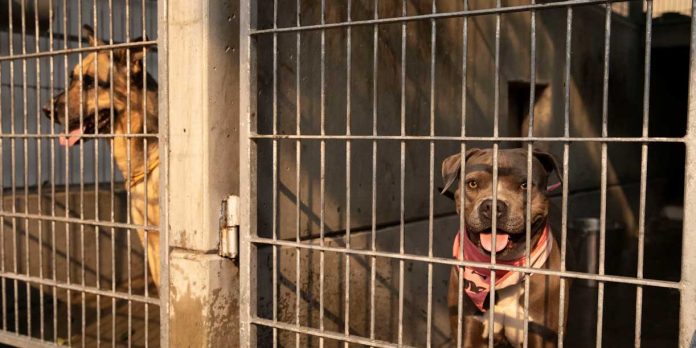 Foto: Polémica en Marruecos: acusan exterminio de perros por el Mundial 2030 / Cortesía