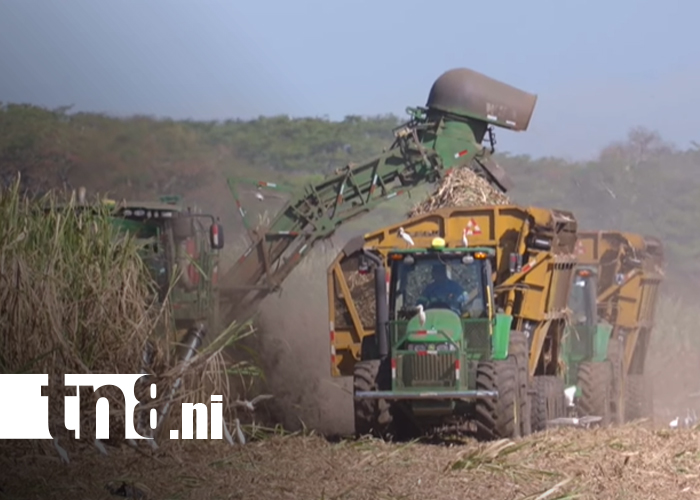 Foto: Oro Blanco de Nicaragua: el azúcar impulsa la economía y la innovación agrícola/TN8