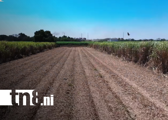 Foto: Oro Blanco de Nicaragua: el azúcar impulsa la economía y la innovación agrícola/TN8