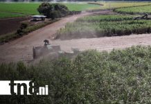 Foto: Oro Blanco de Nicaragua: el azúcar impulsa la economía y la innovación agrícola/TN8