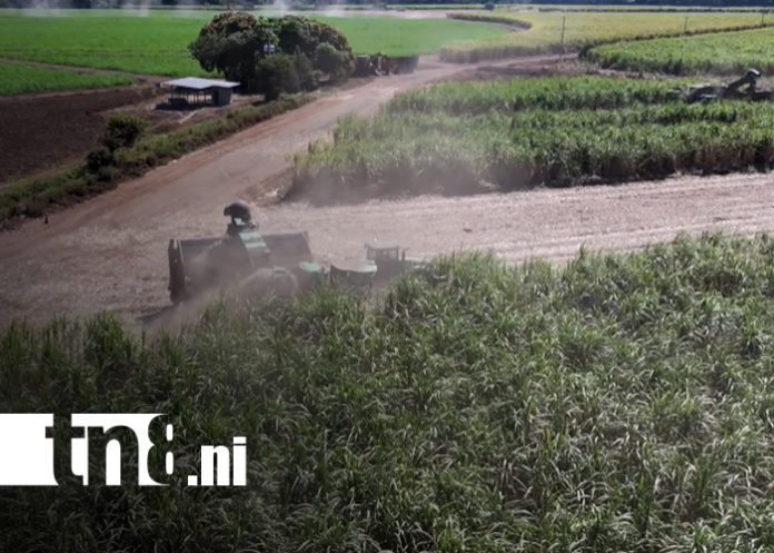 Foto: Oro Blanco de Nicaragua: el azúcar impulsa la economía y la innovación agrícola/TN8