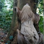 Foto: MARENA libera a un perezoso en reserva de Carazo /Cortesía