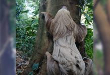 Foto: MARENA libera a un perezoso en reserva de Carazo /Cortesía