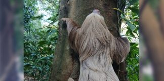 Foto: MARENA libera a un perezoso en reserva de Carazo /Cortesía