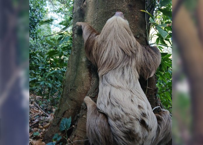 Foto: MARENA libera a un perezoso en reserva de Carazo /Cortesía