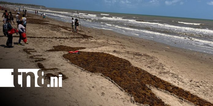 Foto:Caribe Norte se prepara para un verano de playas limpias y diversión familiar/ TN8