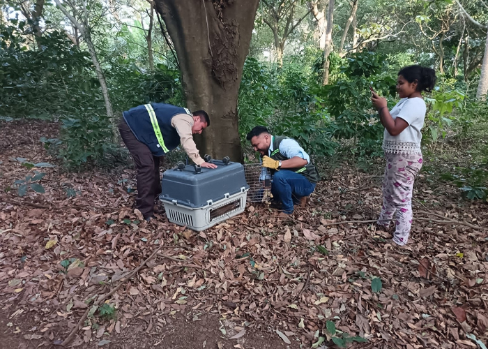Foto: MARENA libera a un perezoso en reserva de Carazo /Cortesía