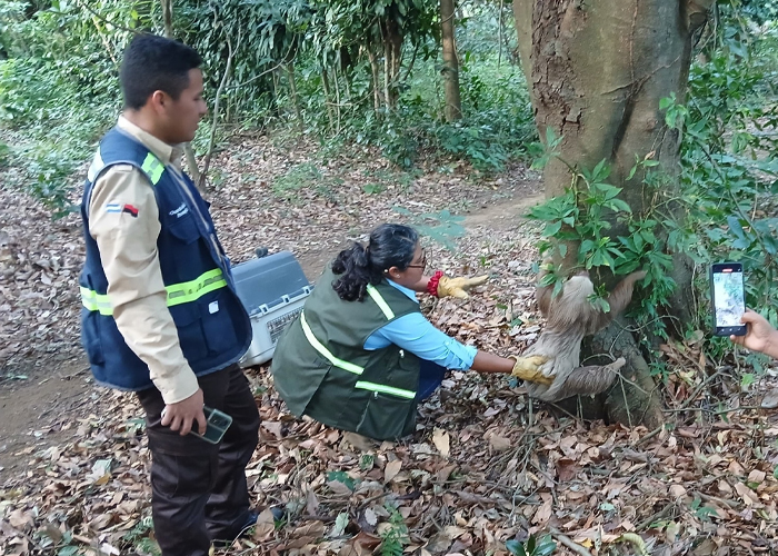 Foto: MARENA libera a un perezoso en reserva de Carazo /Cortesía