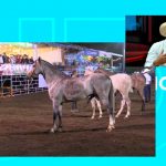 Foto: Estudio TN8 aborda el tema de la Feria Ganadera Matagalpa 2026 y su impacto en la ganadería nacional