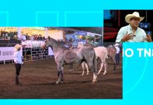 Foto: Estudio TN8 aborda el tema de la Feria Ganadera Matagalpa 2026 y su impacto en la ganadería nacional