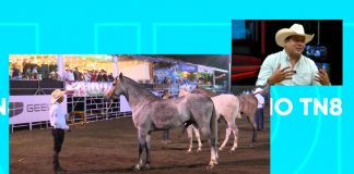 Foto: Estudio TN8 aborda el tema de la Feria Ganadera Matagalpa 2026 y su impacto en la ganadería nacional
