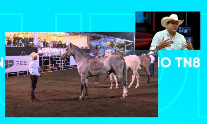Foto: Estudio TN8 aborda el tema de la Feria Ganadera Matagalpa 2026 y su impacto en la ganadería nacional