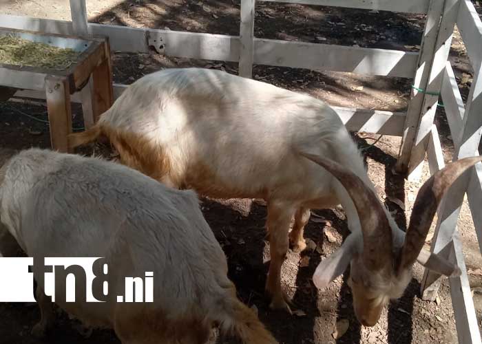 Foto: Matrículas de INATEC vigentes en carreras agrícolas de Nicaragua / TN8