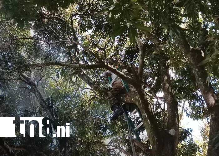 Foto: Ataque de abejas en un barrio de Estelí / TN8