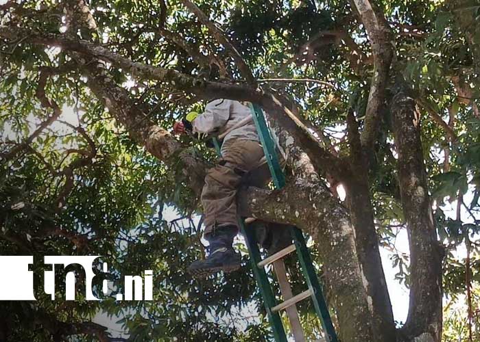 Foto: Ataque de abejas en un barrio de Estelí / TN8