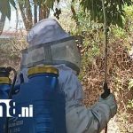 Enjambre de abejas ataca a familias en San Roque, Estelí Foto: Ataque de abejas en un barrio de Estelí / TN8