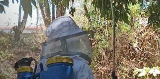 Foto: Ataque de abejas en un barrio de Estelí / TN8