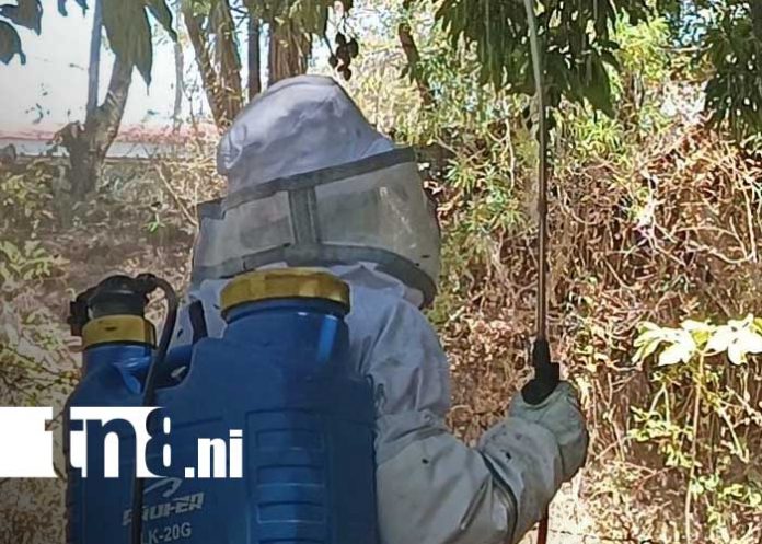 Foto: Ataque de abejas en un barrio de Estelí / TN8