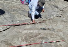 Descubren fósil de ballenato de millones de años en Playa Majagual, Rivas Foto: Fósil de ballena antigua pone a Nicaragua en el mapa paleontológico /Cortesía