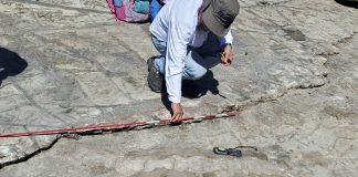 Foto: Fósil de ballena antigua pone a Nicaragua en el mapa paleontológico /Cortesía