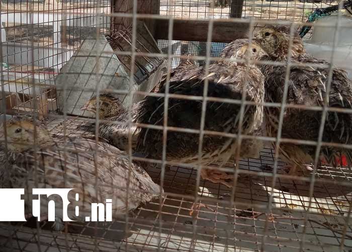 Foto: Matrículas de INATEC vigentes en carreras agrícolas de Nicaragua / TN8